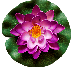 Лилия водоплавающая Фиолетовая d-14см