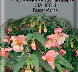 Бегония клубневая ампельная Шансон Розово-белая