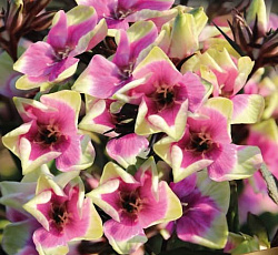 Флокс (метельчатый) - Майкс Чойс (Люкс)