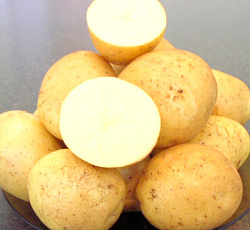 Картофель Милена