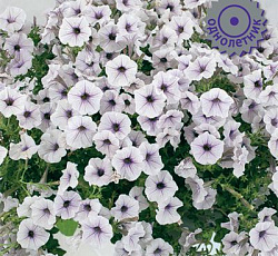 Петуния гибридная Пендолино Виолет Айс