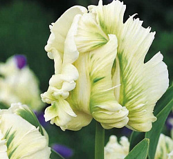 Тюльпан (Попугайный) - Супер Пэррот