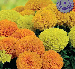 Бархатцы прямостоячие Тайшан Микс