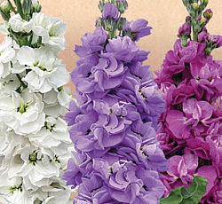 Маттиола Галерея Ренуар