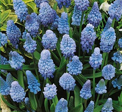 Мускари - Армянский Азуреум