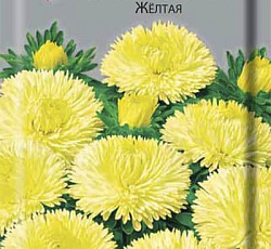 Астра Леди Корал Желтая