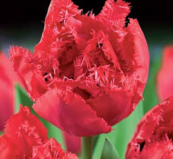 Тюльпан (Бахромчатый) - Петтикот (Люкс)