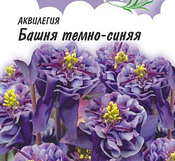 Аквилегия Башня темно-синяя