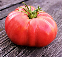 Томат Малиновый слон