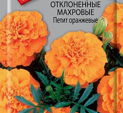 Бархатцы отклоненные махровые Петит оранжевые