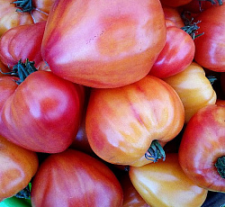 Томат Сокровище инков F1