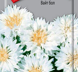 Василек Вайт бол (махровый)