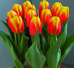 Тюльпан (Грейга) - Айс Лолли