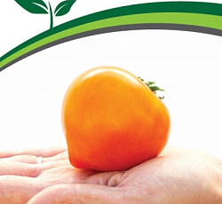 Томат Золотая миля F1