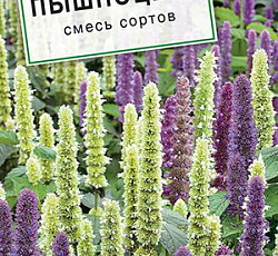Агастахе Пышноцвет (смесь сортов)