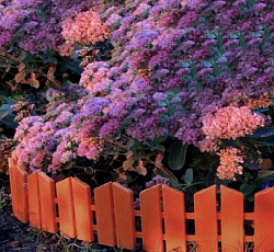 Бордюр "Летний сад" (терракот), 7 секций Б-06