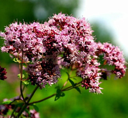 Душица (орегано) обыкновенная Хуторянка