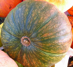 Тыква мускатная Витаминная