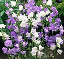 Колокольчик Персиколистный микс