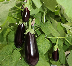 Баклажан Максик F1