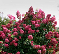 Гортензия (метельчатая) - Вимс Ред (Люкс)