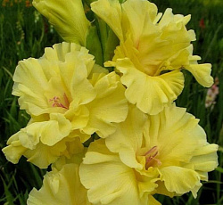 Гладиолус (бамбино) - Голден Санрайз (Патио)