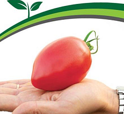 Томат Фукс F1