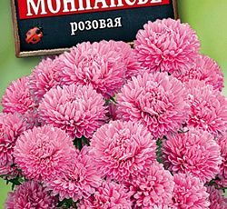 Астра Монпансье розовая