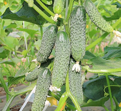 Огурец Хрустящая грядка F1