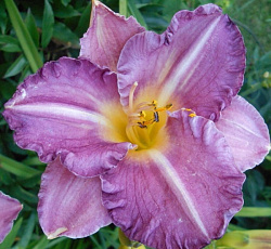 Лилейник (гибридный) - Интрэпмент