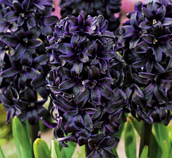 Гиацинт (садовый) - Дарк Дименшн (Люкс)