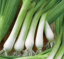 Лук батун Жирнолистный