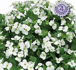 Арабис кавказский Шарм Вайт