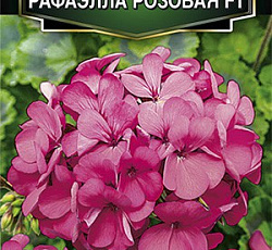 Пеларгония зональная Рафаэлла F1 розовая