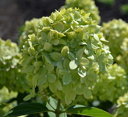 Гортензия метельчатая (Патио) - Лемон Лайт (Люкс)