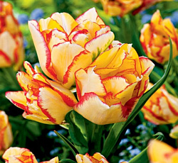 Тюльпан (Многоцветковый) - Акилла