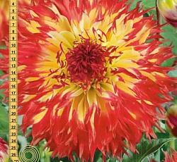 Георгина (бахромчатая) - Пайнлендс Пэм