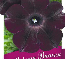 Петуния многоцветковая Черная вишня F1