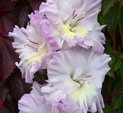 Гладиолус (Российская селекция) - Голубая бабочка