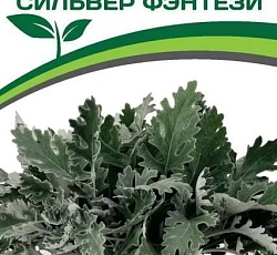 Цинерария приморская Сильвер Фэнтези