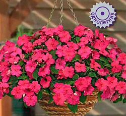 Бальзамин Бикон Космополитен