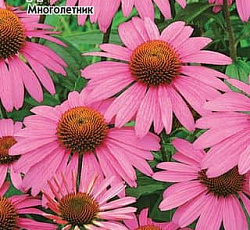 Эхинацея Дамская шляпка