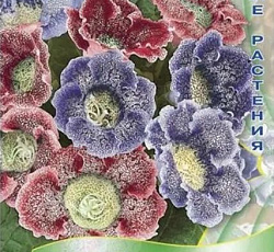 Глоксиния Жаклин