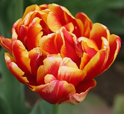 Тюльпан (Махровый поздний) - Дабл Фокус