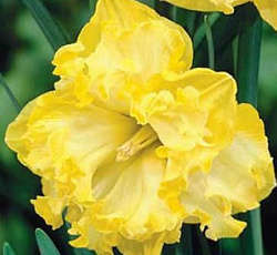 Нарцисс (С расщепленной коронкой) - Флайер (Люкс)