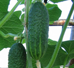 Огурец Миранда F1