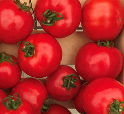 Томат Султан F1
