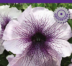 Петуния грандифлора Призм Синие жилки