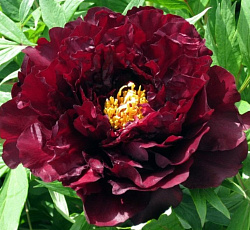 Пион (древовидный) - Черный Лоск (Люкс)