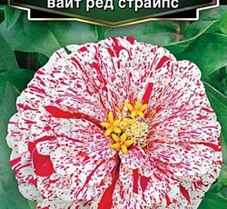 Цинния изящная Поп арт вайт ред страйпс
